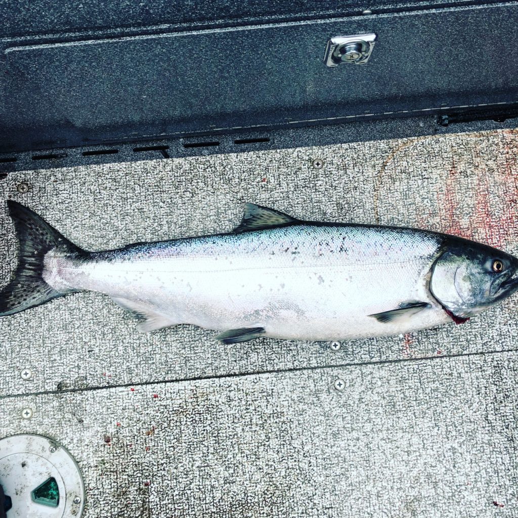 Nice Springer on the boat 