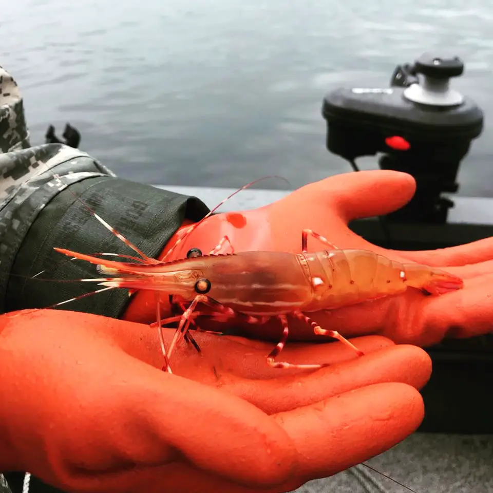 2019 Puget Sound Shrimp opener announced PNW BestLife