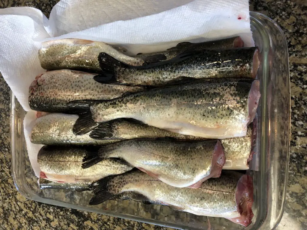 lots of fresh caught trout