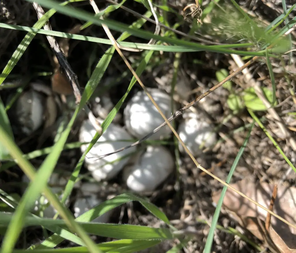 eggs under a sage bush