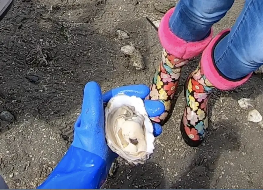 shucked oyster