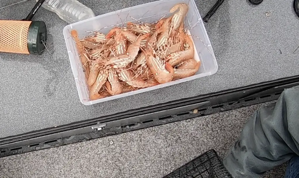 spot shrimp in a sorting container