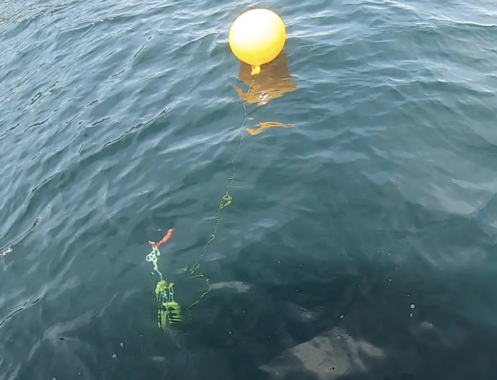 insurance buoy saves the day