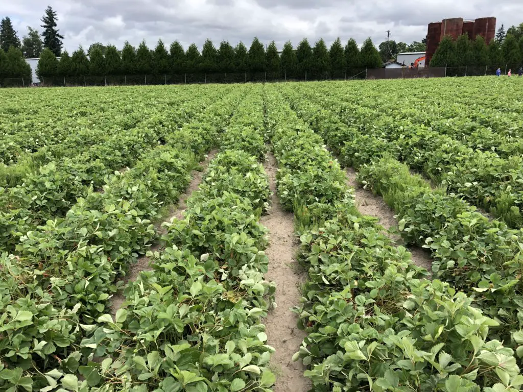 Rows of strawberry plants