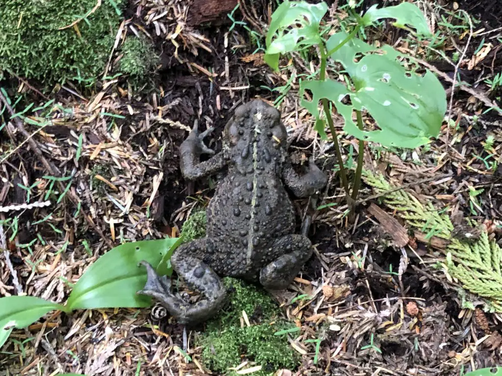 big frog or toad