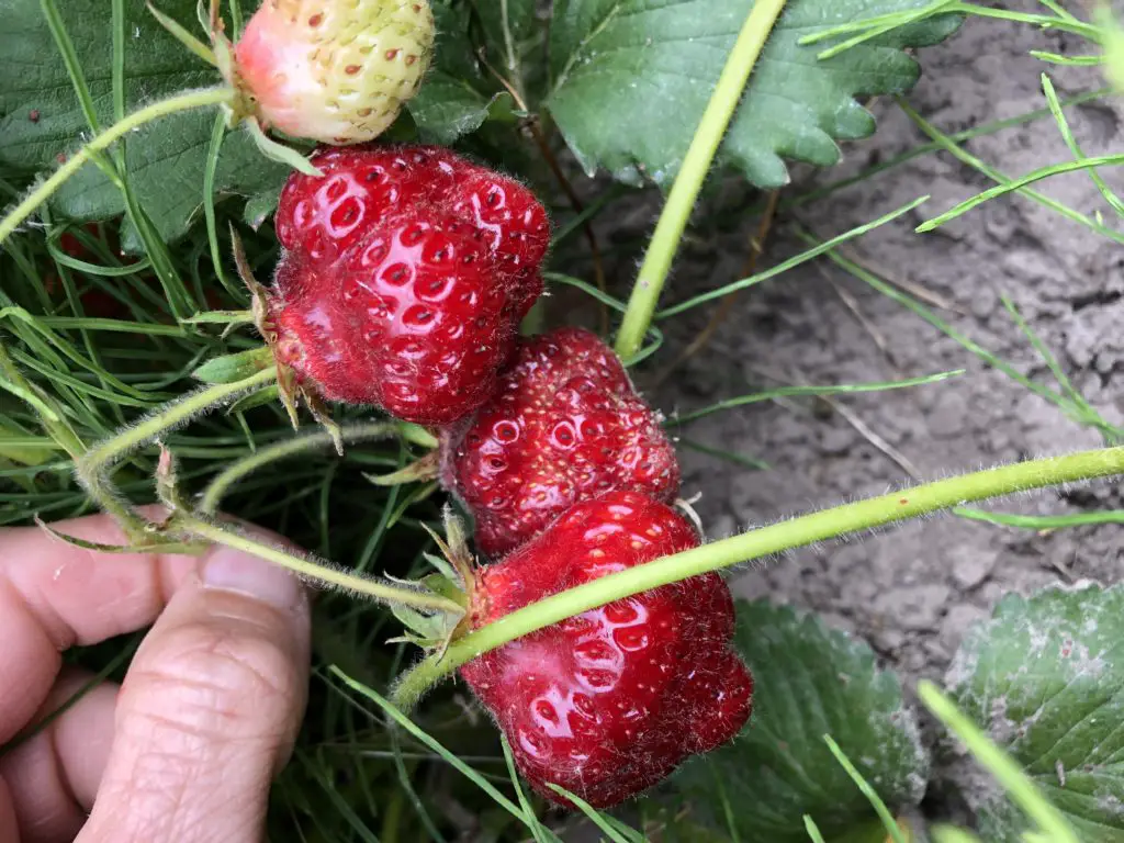 finding strawberries