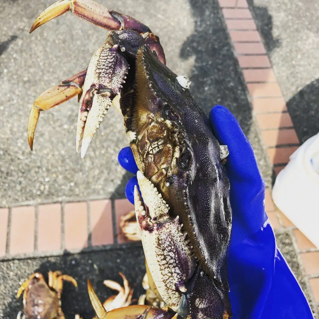 Dungeness Crab caught in Hood Canal