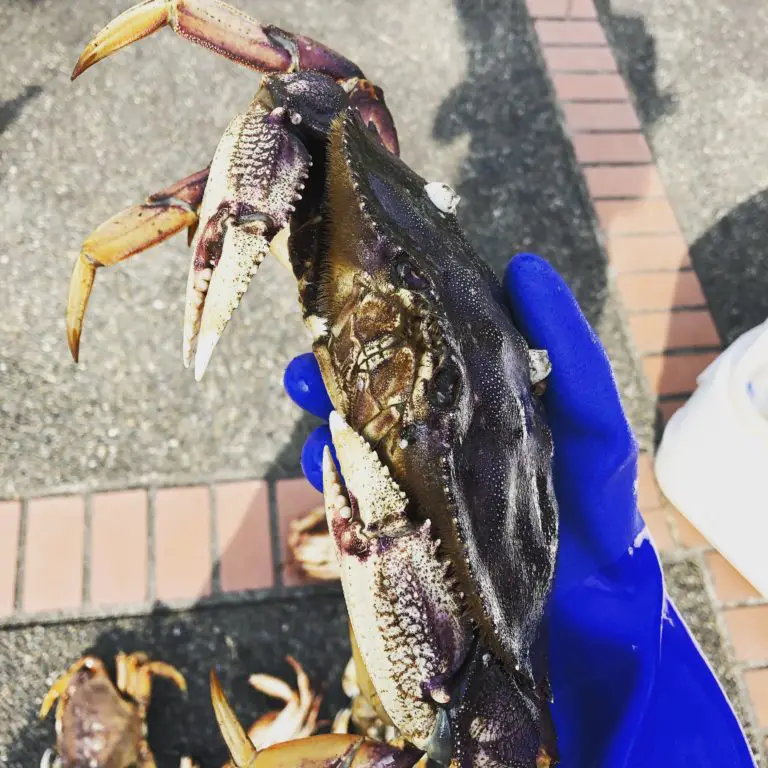 Hood Canal Crab Opener 2019 PNW BestLife