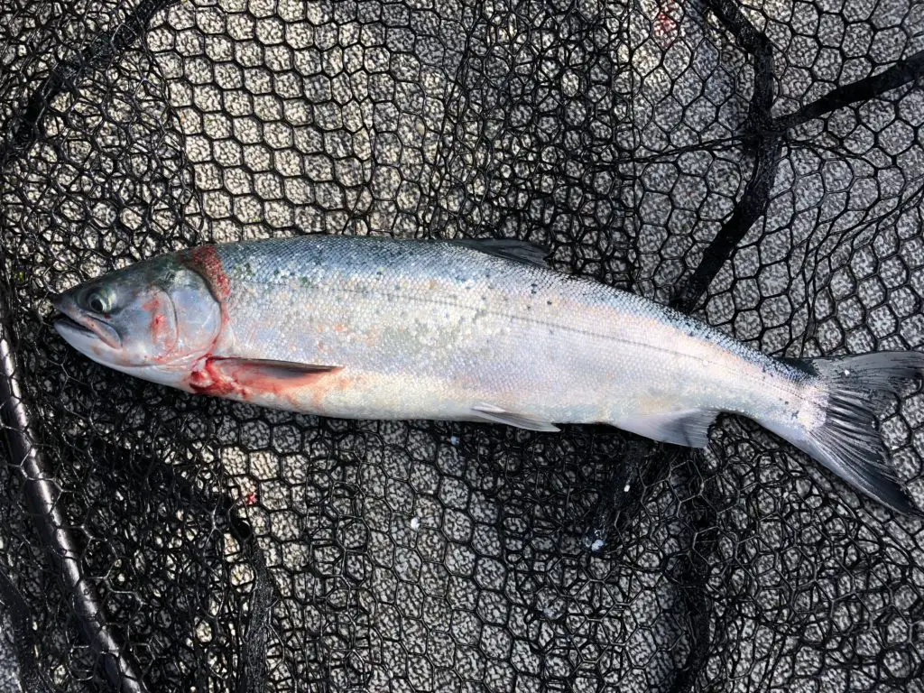 Rare marked coho from sekiu