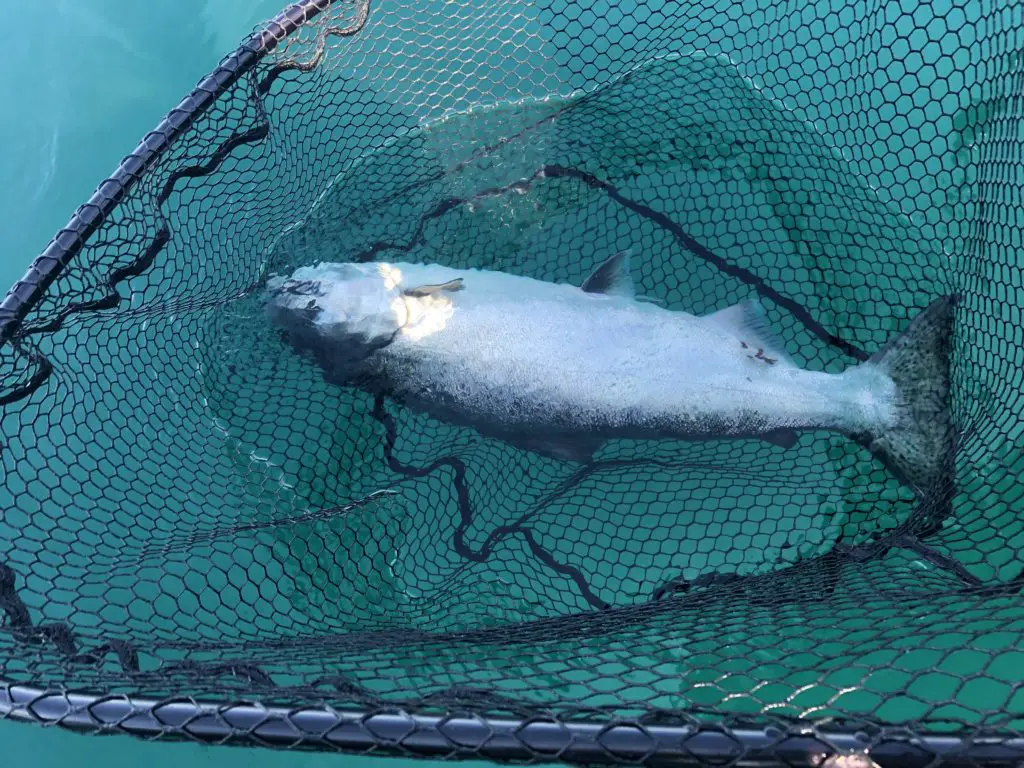 Amazing unmarked fish, released unharmed
