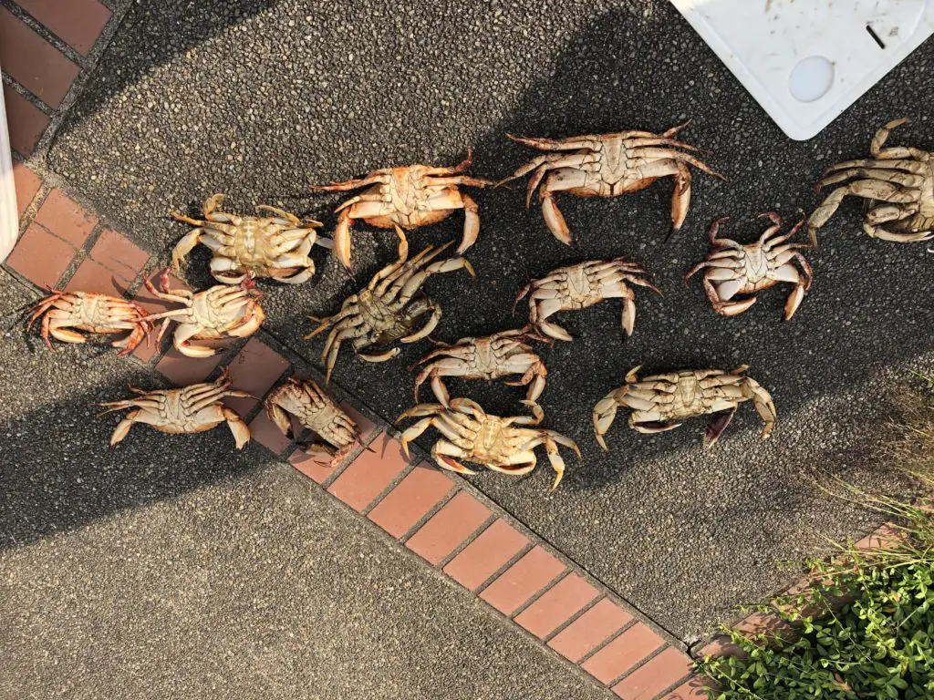 Slow day of hood canal crab