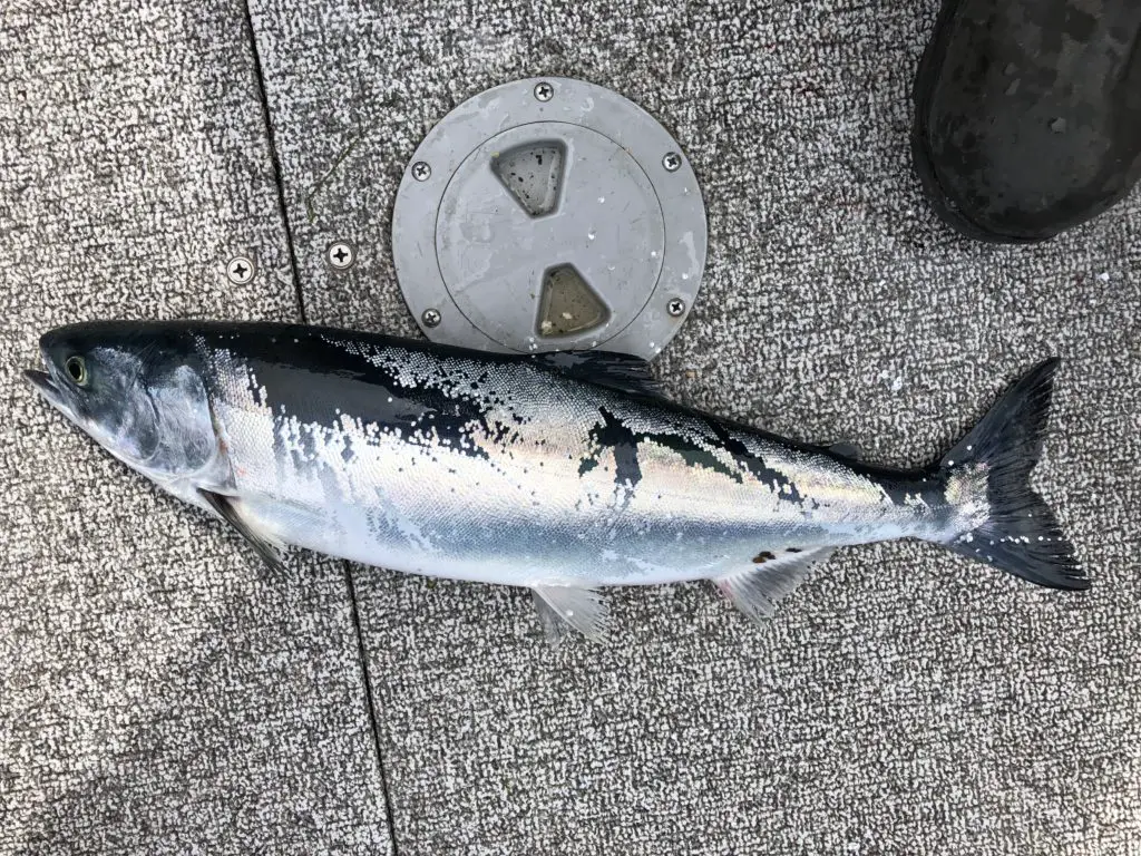 Pink salmon near Sekiu