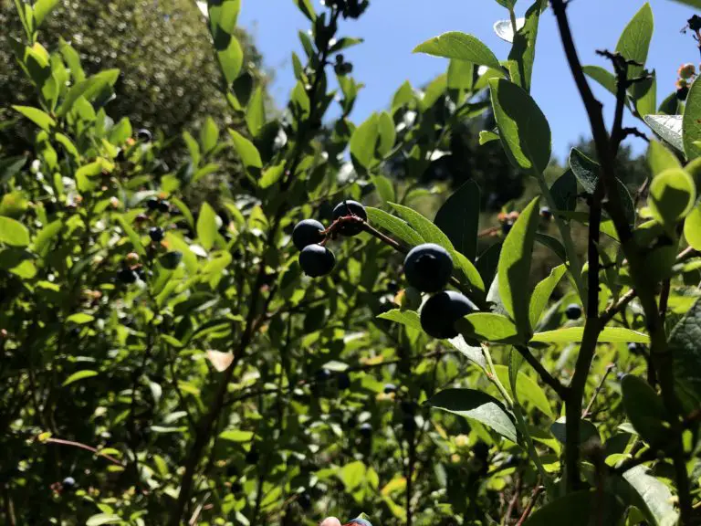Blueberry picking near Tacoma - Pacific Northwest Best Life