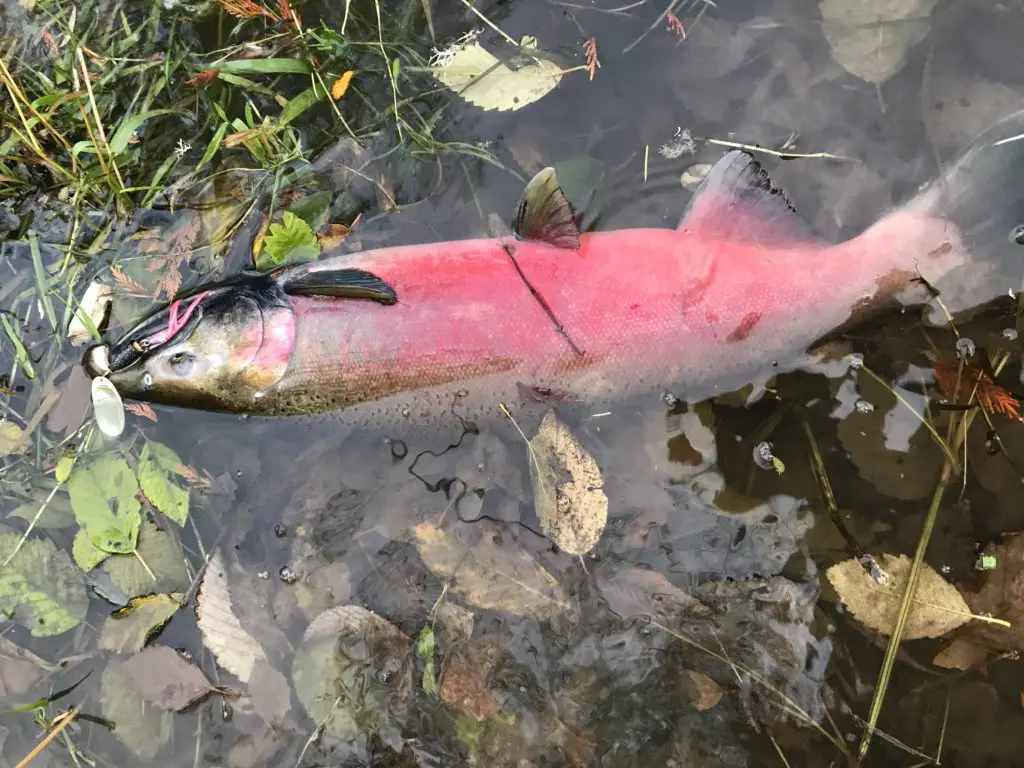 Coho on a spinner