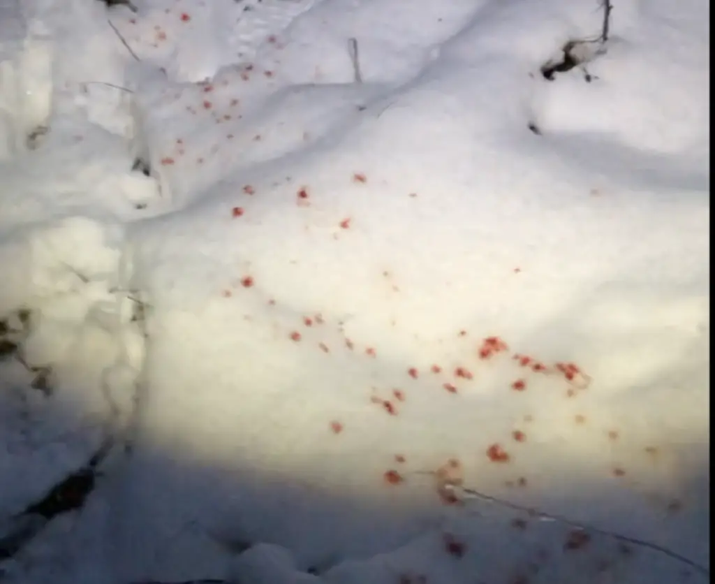 blood trail on white snow