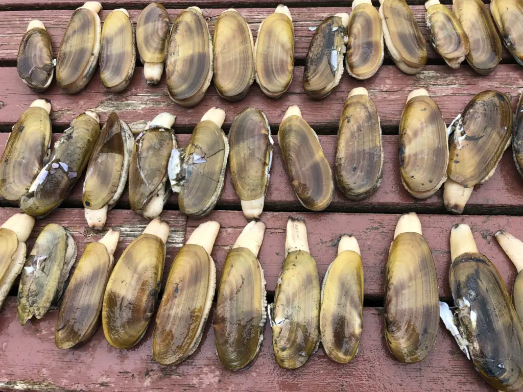 Successful razor clam digging limits