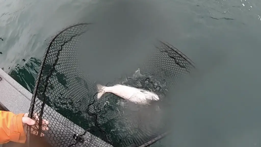 blackmouth keeper netted