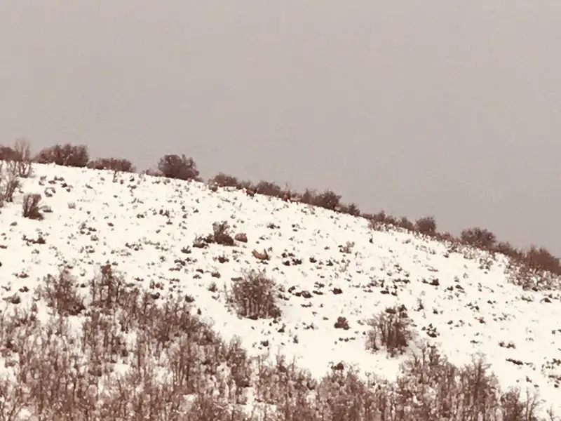 Herd of bull elk on a ridge