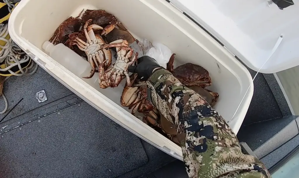 hood canal crabbing cooler full of crab