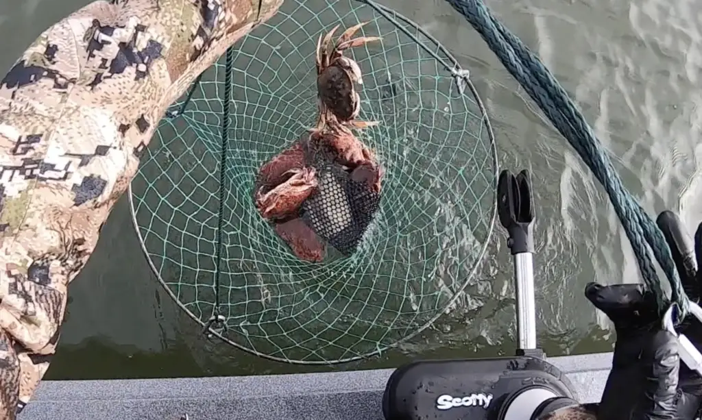 hood canal crabbing keeper in the ring