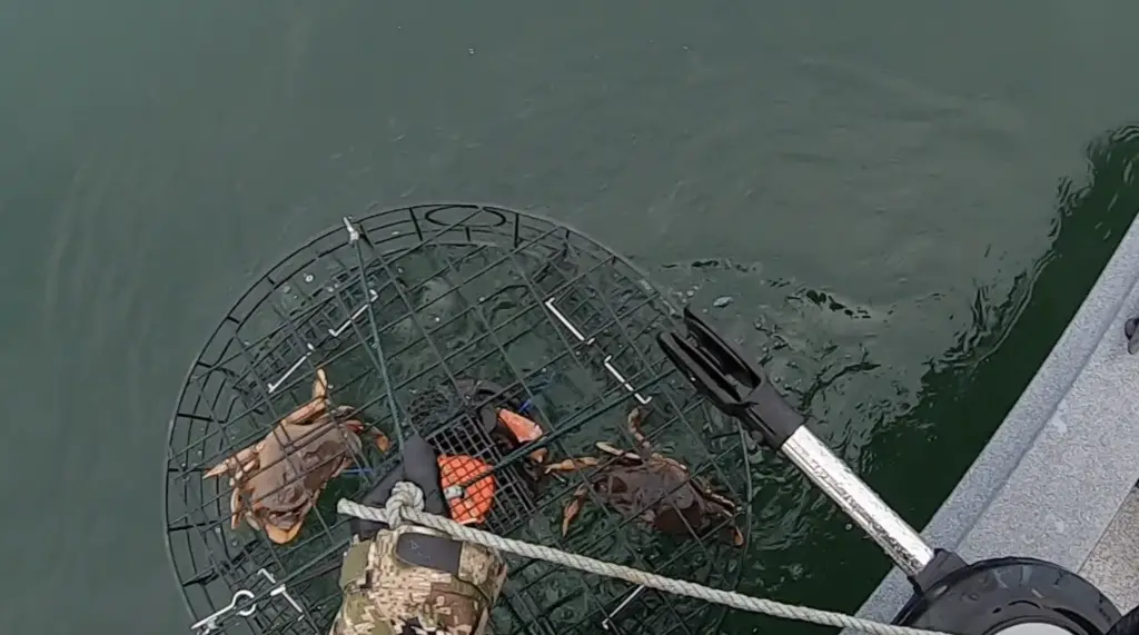hood canal crabbing nice keeper in the pot