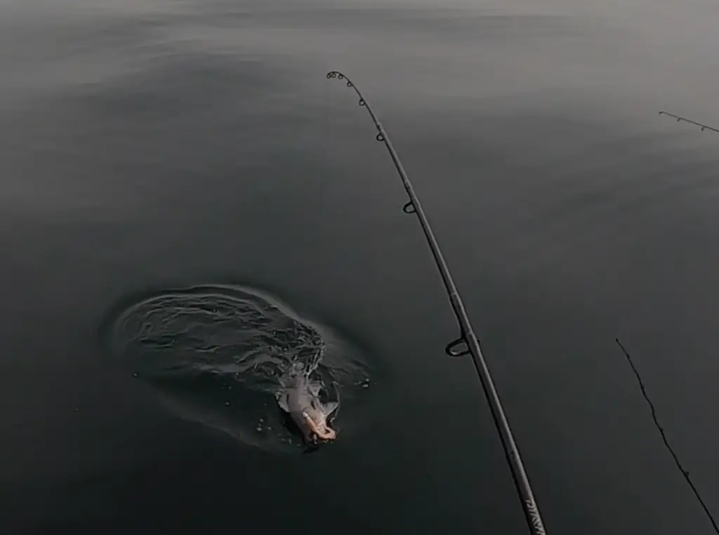 Hooked up on seabass