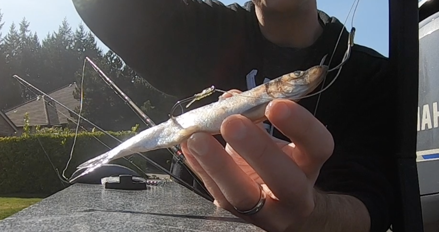 How to Fish for Lingcod PNW BestLife