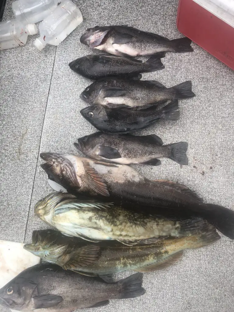 nice haul of bottomfish