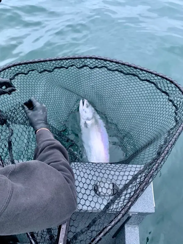 Beautiful wild king salmon caught near Sekiu