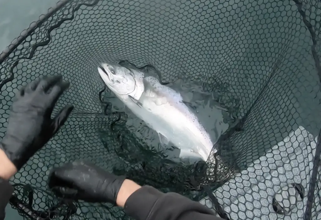 Wild king caught and released from green buoy area around Sekiu