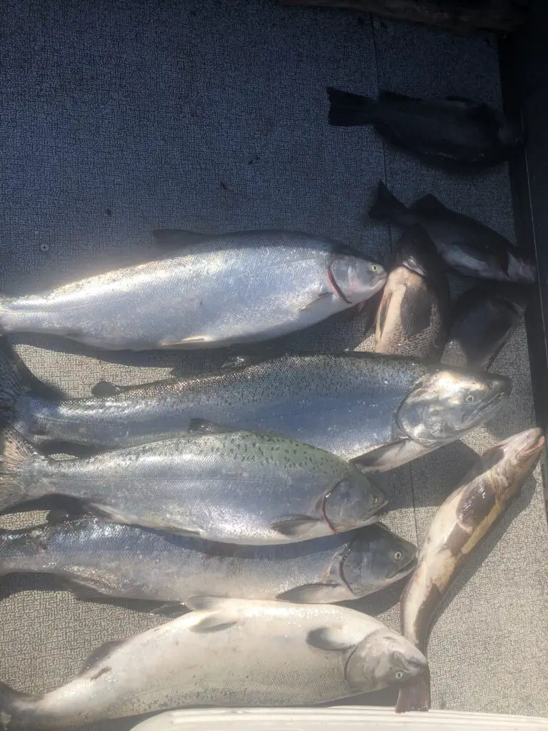 Nice haul of kings and bottomfish from Neah Bay