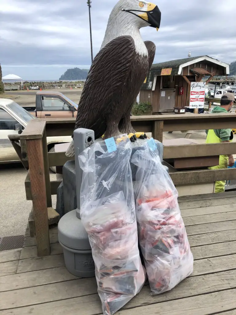 Masked up eagle and our fish bags at Masons Olson