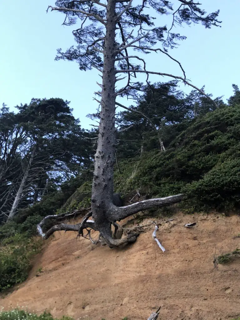 Tree hanging on to cliff side