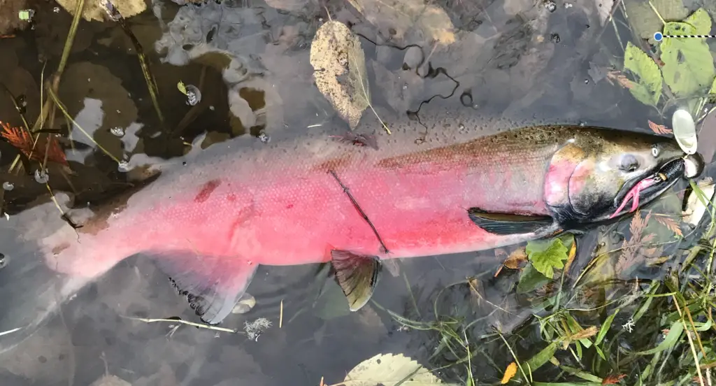 Red coho on a spinner