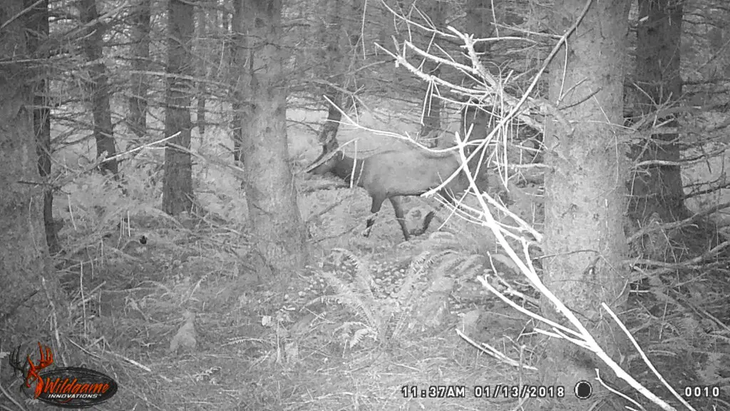 Cow elk heading out to feed