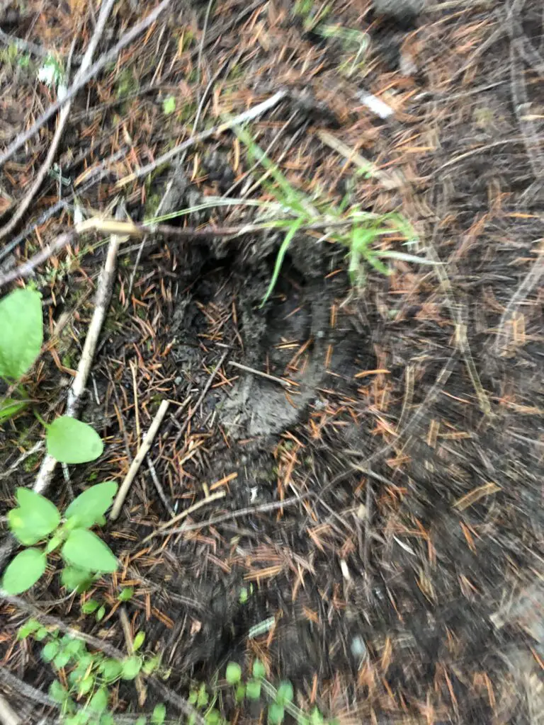 Old Elk tracks found in some soft earth