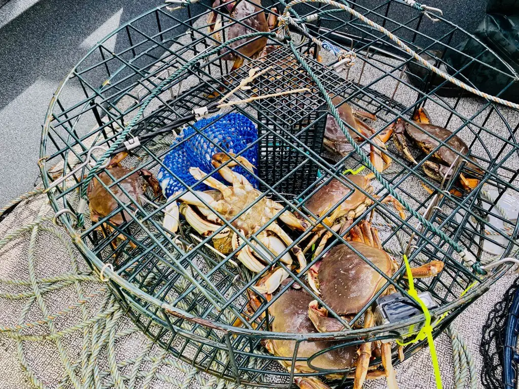 Hood Canal Crabbing can product some nice hauls of crab