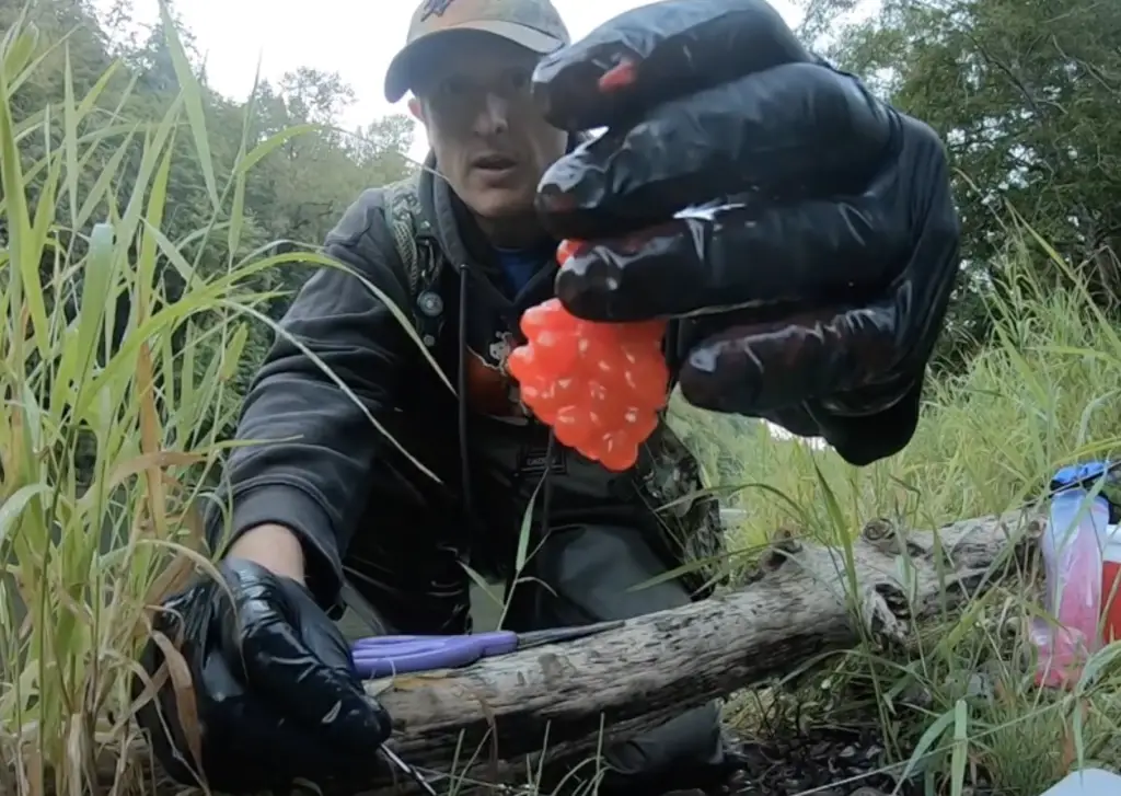 float fishing with eggs - great looking eggs