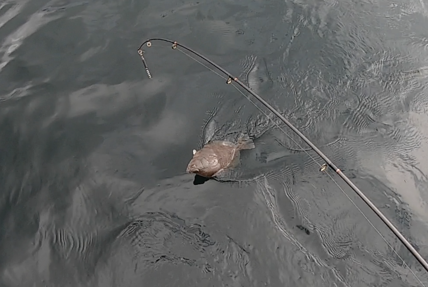 Hood Canal Flounder caught minutes after we dropped our bait down