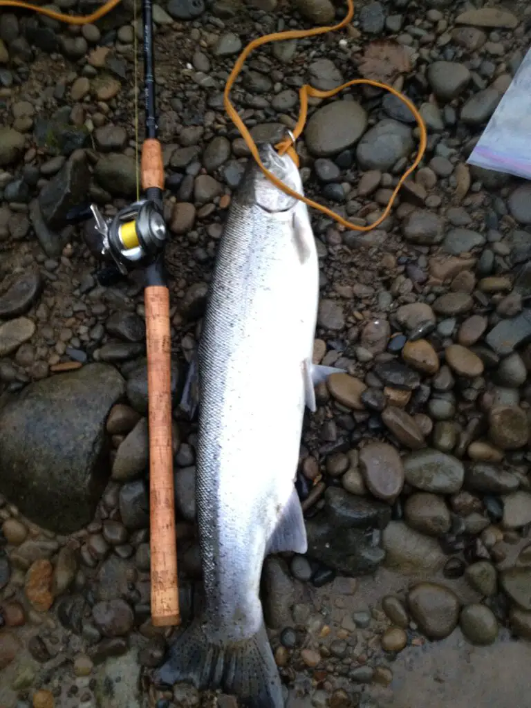 Chrome steelhead succumbed to eggs under a float