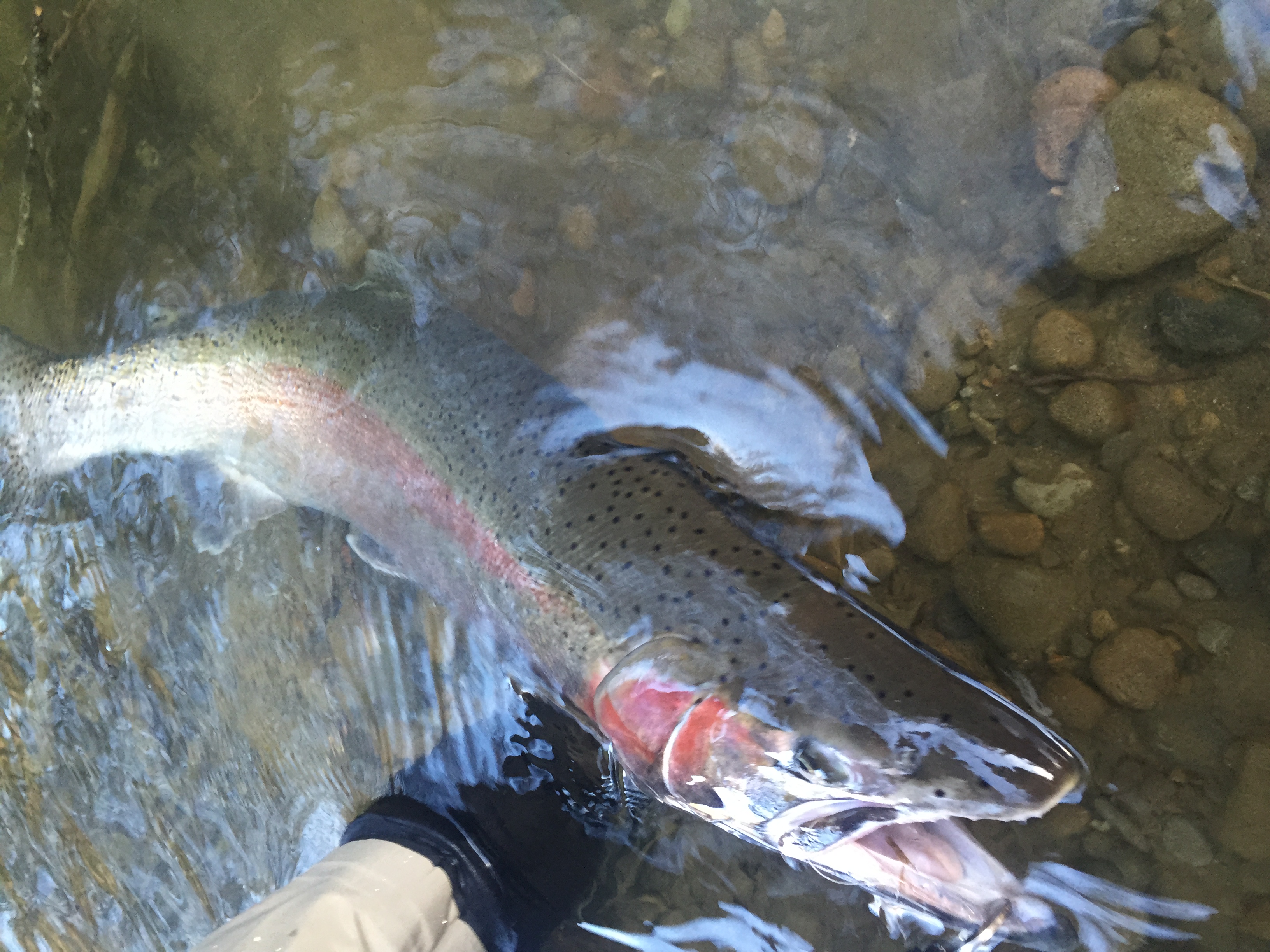 Bobber dogging can put steelhead in the net