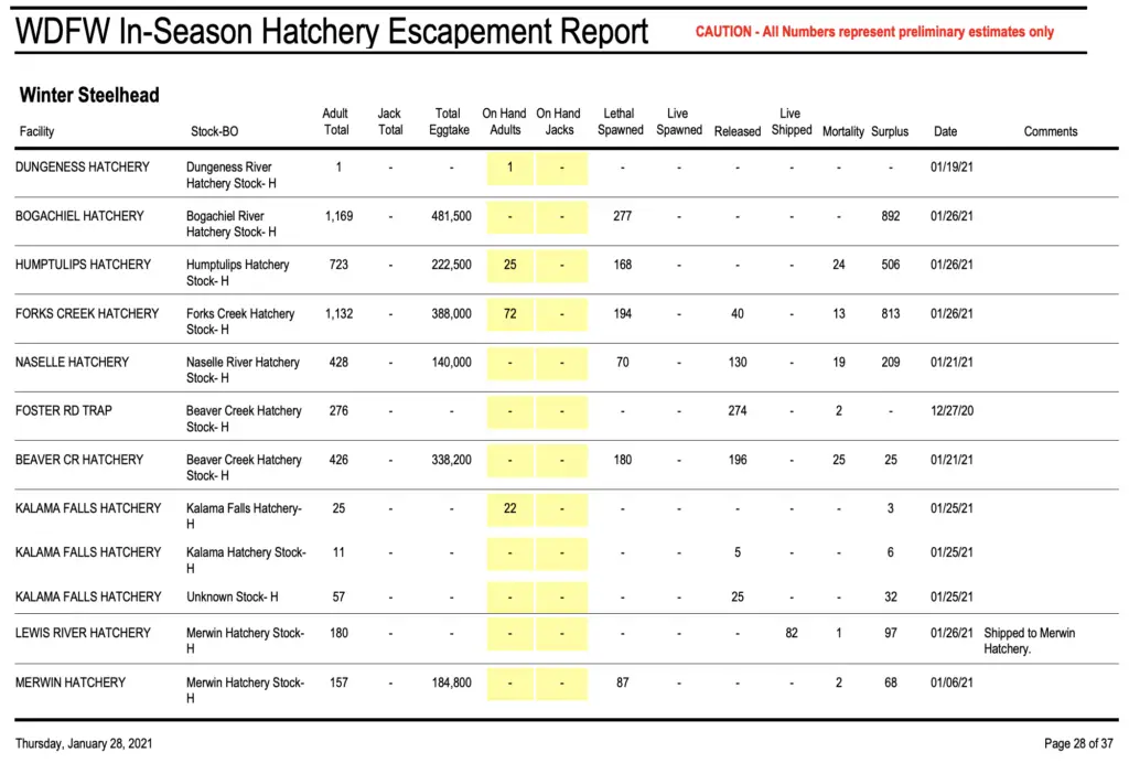 steelhead hatchery escapement report