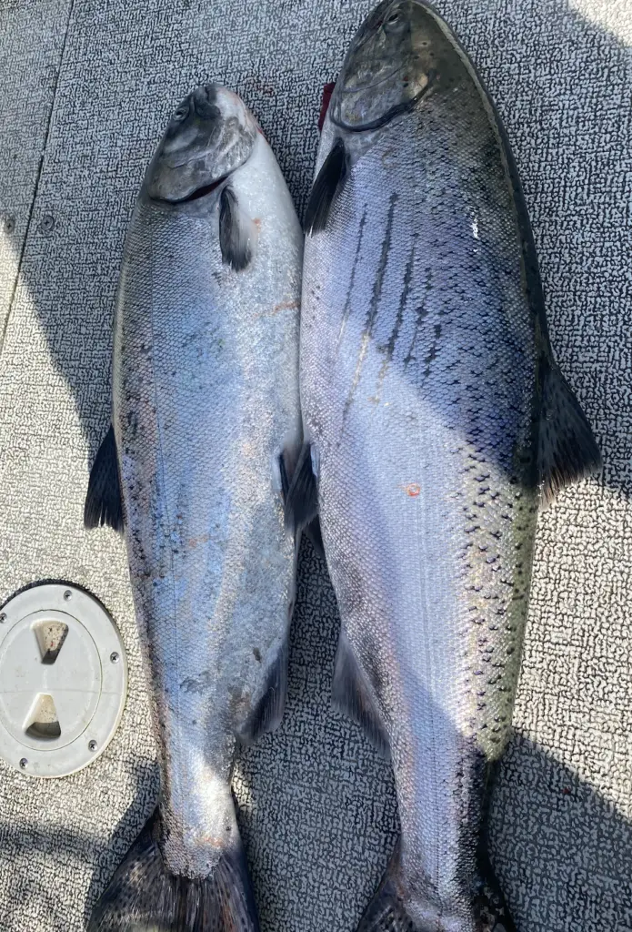 2021 Columba River fishing - couple of springers