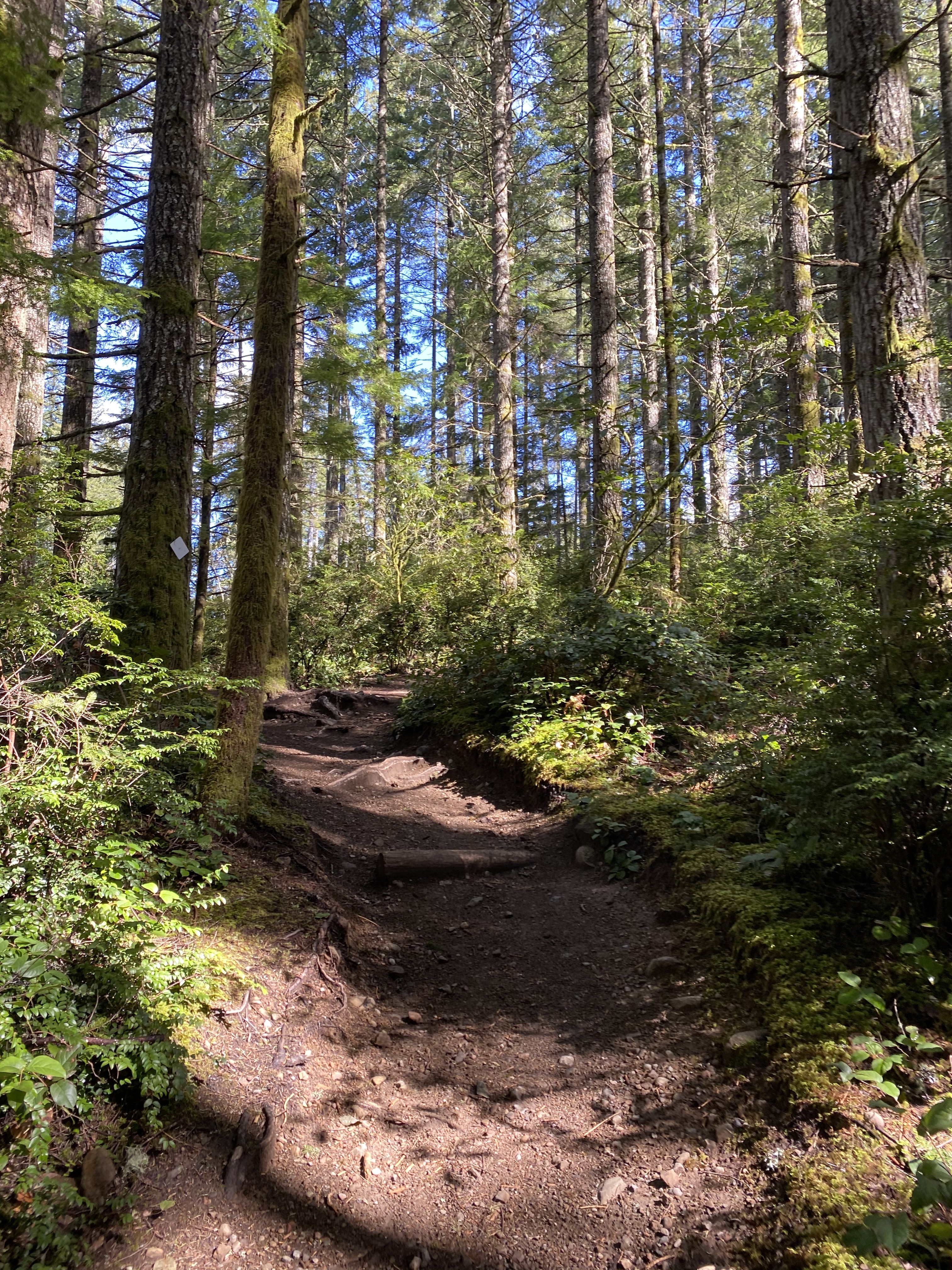 gold creek trail heavily forested