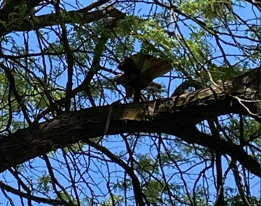 Hawk in tree battling snake