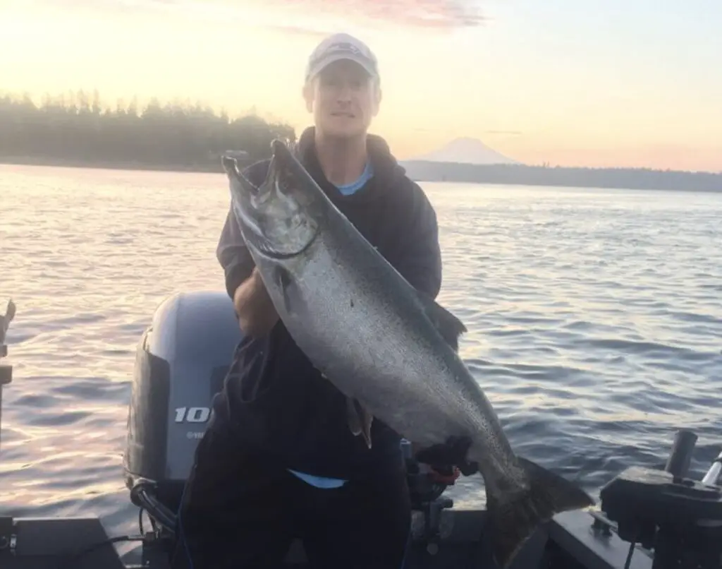 Holding south puget sound 30 lb king / chinook salmon