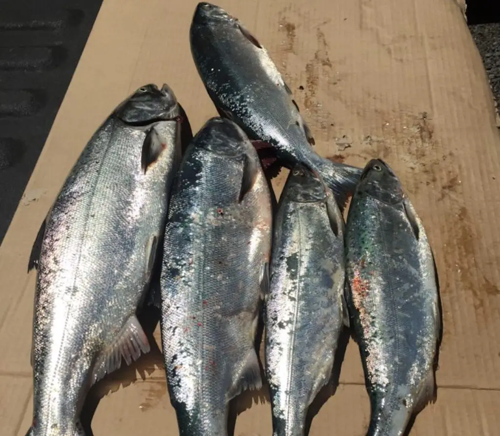 Mix of Sockeye and King caught near Ediz Hook in July