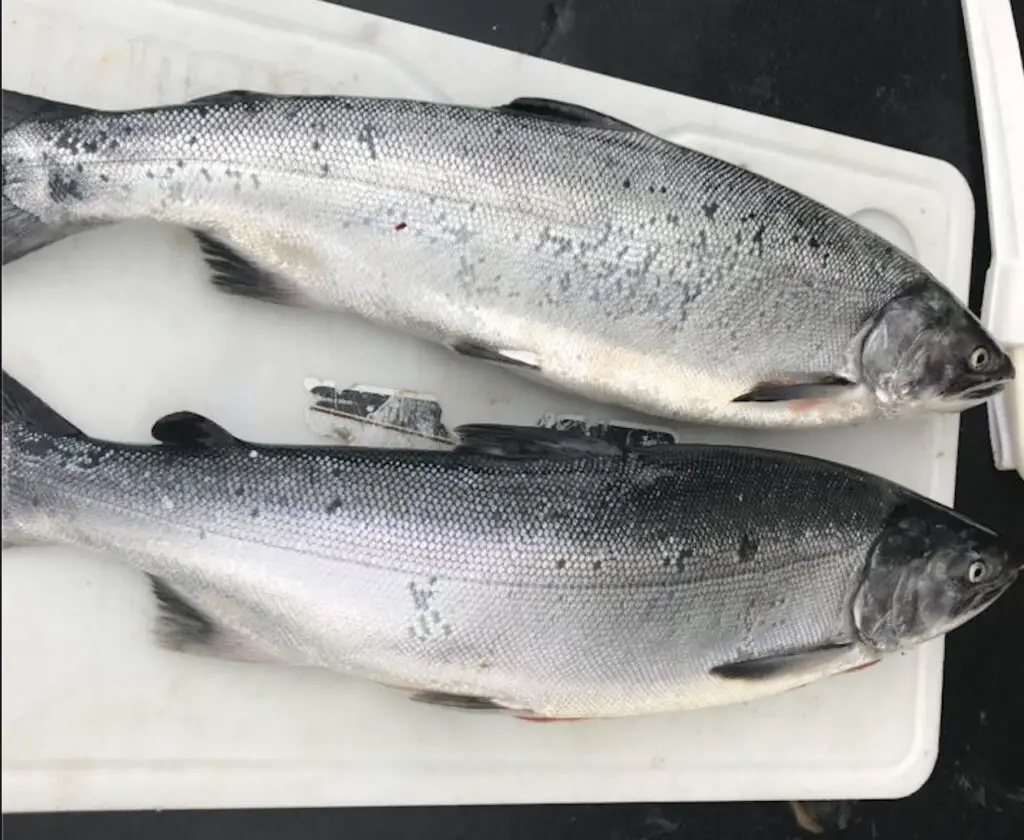 Pair of coho caught in Puget Sound