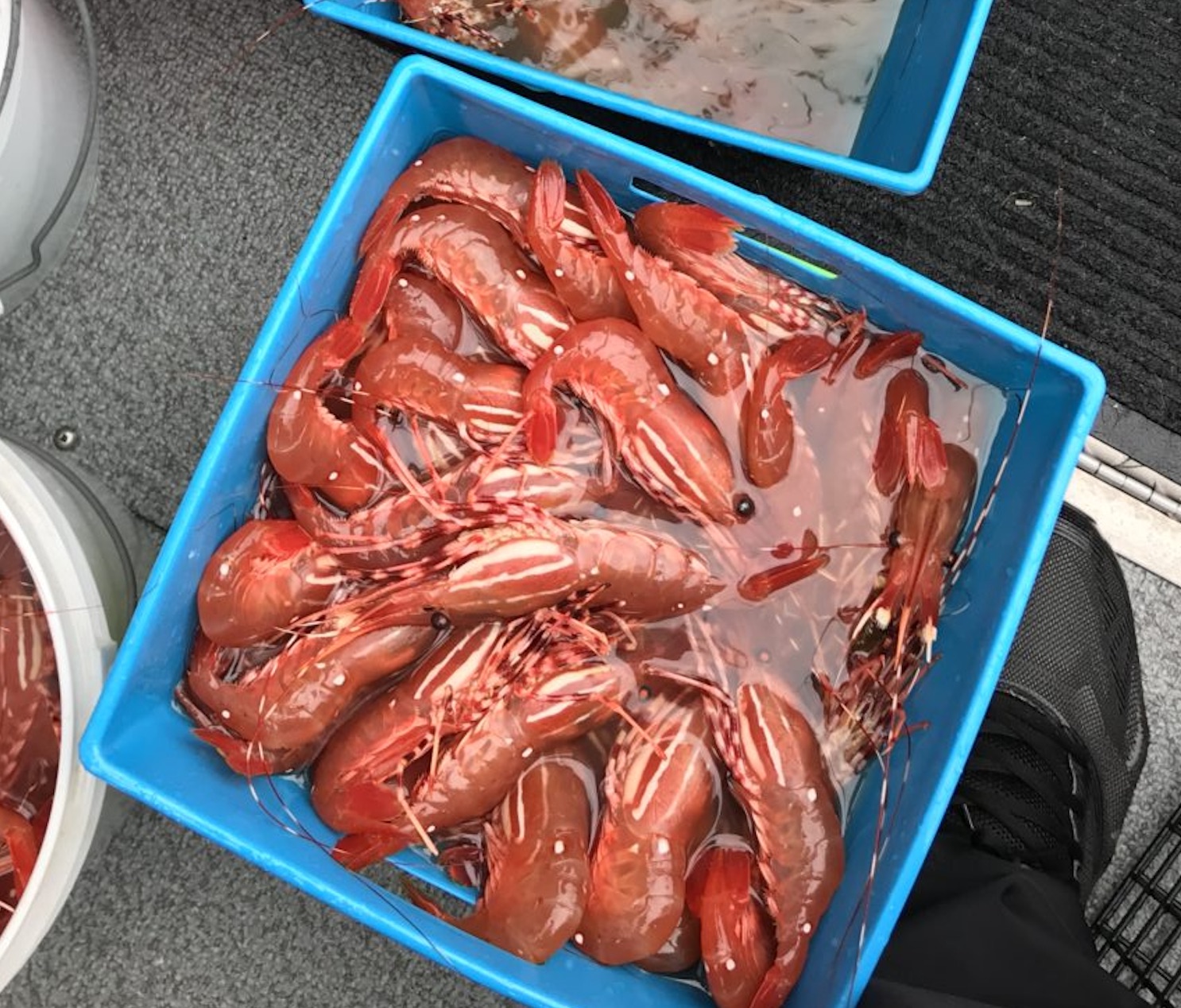 Puget Sound Spot Shrimp PNW Best Life