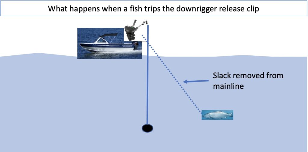 downrigger fishing for salmon slack removed